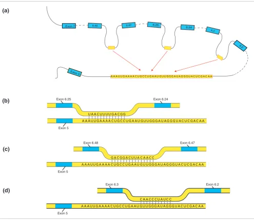 Figure 2Illustration of variable window binding using sequence data from Drosophila melanogaster