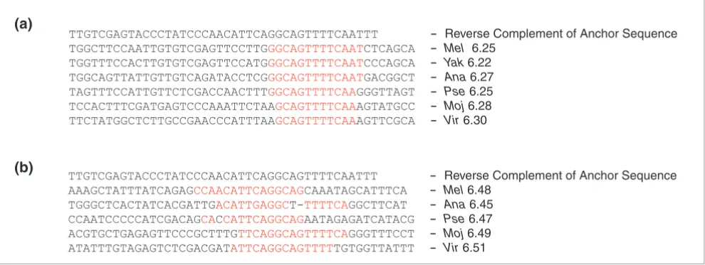 Figure 3Multiple alignment of the binding sites of orthologous introns showing conservation and drift