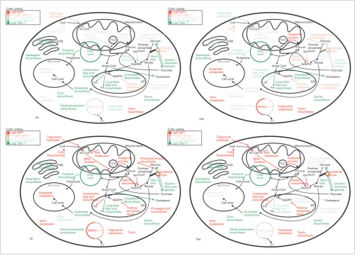 Figure 5Temporal activation of metabolic pathways