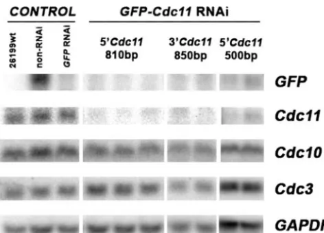 FIG. 7. Northern blot analysis of transcript levels of GFPCDC11control transformants (non-RNAi andCDC10, CDC11,, CDC3, and GAPDH in the wild-type strain ATCC 26199, the GFP-only RNAi), and GFP- RNAi transformants.