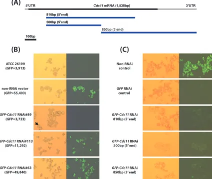 FIG. 5. Silencing GFP-CDC11targetmorphology (cell size and shape) of control transformants and selectedsilenced with different in B