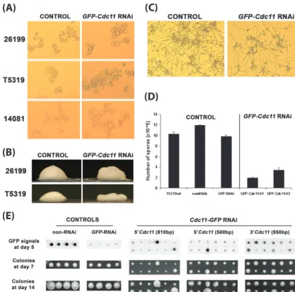 FIG. 6. Abnormal phenotypes after silencing of B. dermatitidis CDC11GFP) had big and aberrantly shaped cells compared to the control (CDC11a rough or pancake-like colony and control transformant with a normal, smooth, dome-shaped colony