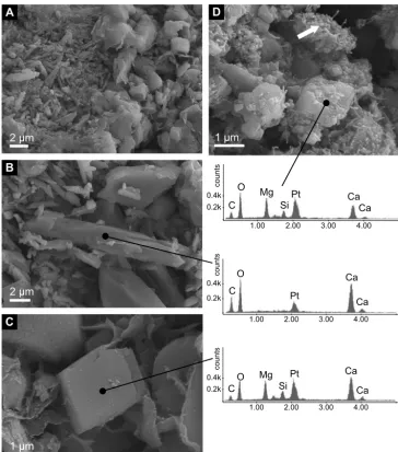 Fig. 10. Scanning electron microscopy (SEM) photomicrographs and energy dispersive X-ray (EDX) analyses of the carbonate minerals present in the studied samples