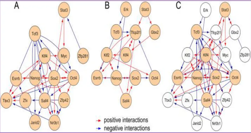 Figure 1.6. A comparative representation of published regulatory networks for 