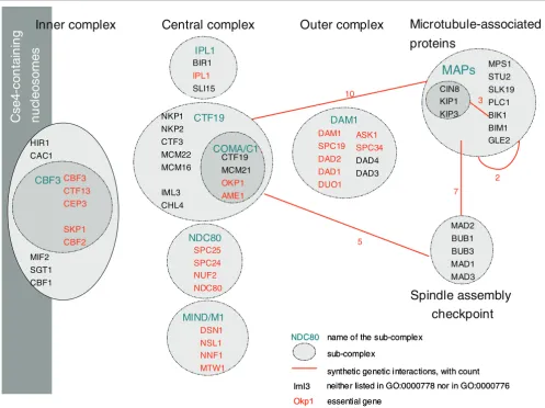 Figure 3Within multi-protein complex versus between multi-protein complex synthetic lethal interactions