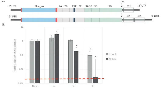 Figure 5. E7 replicon RNA replication is restricted by repeats of synthetic non-coding regions with increased UpA and CpG dinucleotides.randomised nucleotide composition, but WT dinucleotide frequencies (Norm)