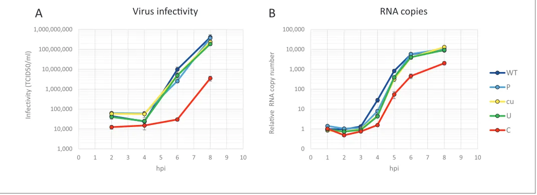 Figure 6. Replication of E7 virus with increased CpG dinucleotides is restricted immediately upon entry delaying replication rates