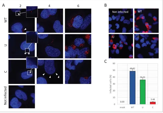 Figure 7. Reduced infectivity of E7 with increased UpA and CpG dinucleotides. (the mean of three independent experiments and error bars one standard error of the mean