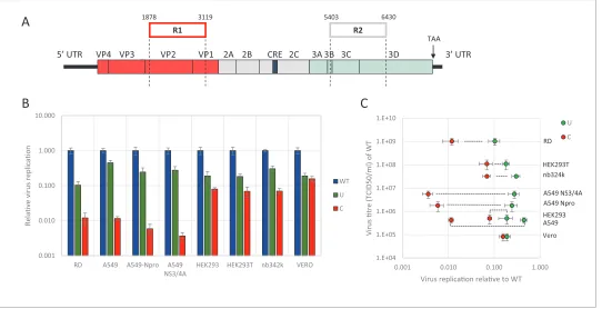 Figure 1. E7 virus replication is restricted by increased UpA and CpG dinucleotide frequencies independent of replication efficiency