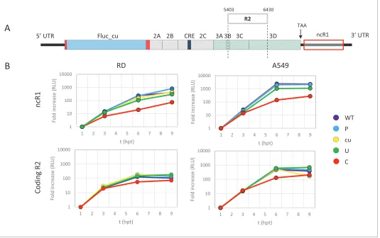 Figure 2. E7 replicon RNA replication is reduced by unfavourable dinucleotides in either coding or non-coding regions