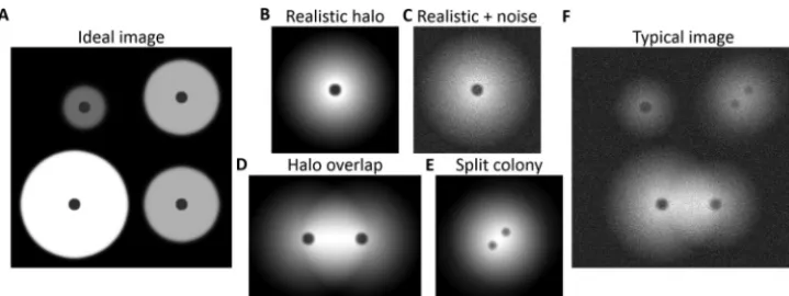 FIG 1 Illustration of common artifacts in automatic identiﬁcation of luminescent halos