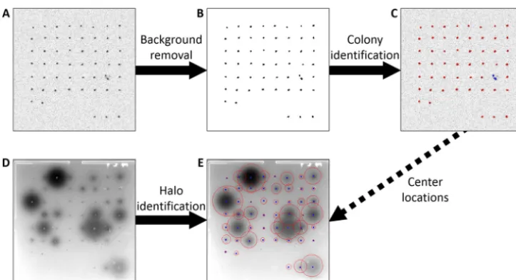 FIG 2 The ﬂow of the software in analyzing a single plate. (A) The colony image of the plate before analysis