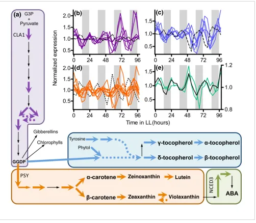 Figure 5Circadian co-regulation of metabolic pathwaysrhythmically expressed based on visual inspection, but that does not pass the stringent cut-off for being considered circadian regulated (pMMC-(At3g14440) are indicated next to the corresponding arrows