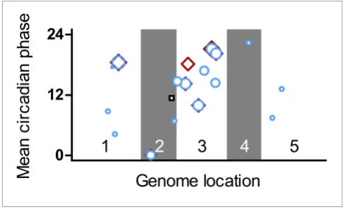 Figure 3Identification of local clusters of circadian-regulated genescorrelation coefficient (black squares) in a sliding window of 2, 5, or 10 genes