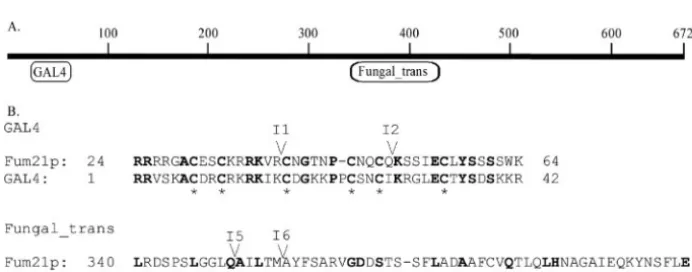 FIG. 4. Reverse position speciﬁc BLAST of the predicted Zn(II)2Cys6 protein (Fum21p) against the NCBI CDD