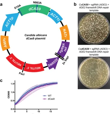 FIG 1Design and validation of a CRISPRi system forintroduced into Cas9 to render it nuclease-dead (dCas9)
