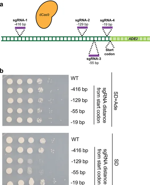 FIG 2 Optimization of CRISPRi for genetic repression inC. albicansofwithat four distinct loci upstream of the C