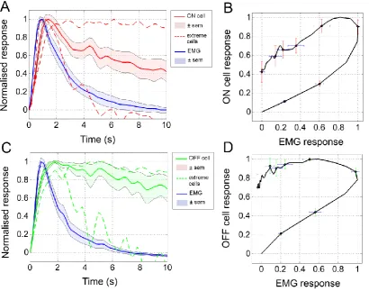 Figure 7. Temporal relationship between adult RVM cell and EMG responses. To compare 