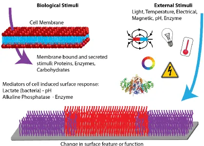 Figure 2. Surface interactions of various types of biomaterials with cells and the external environment