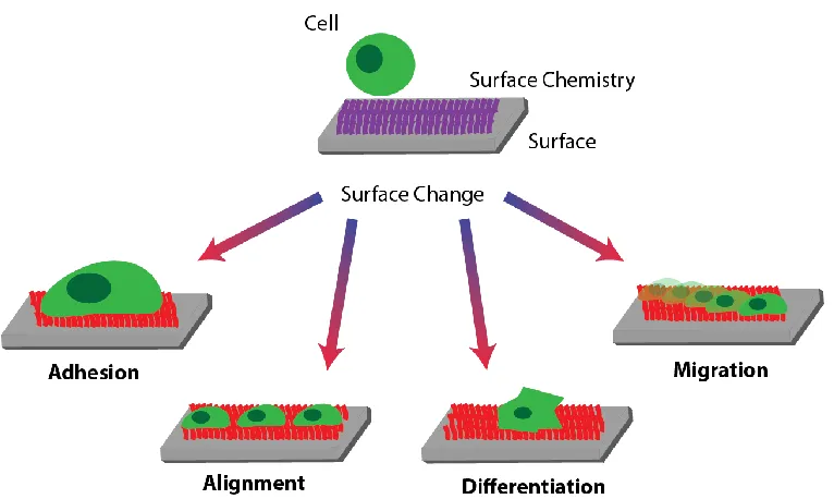 Figure 4. Cell responses resulting from stimuli induced surface changes.