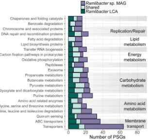 FIG 3 KEGG annotation of homologous genes under positive selection in only Ramlibacter sp