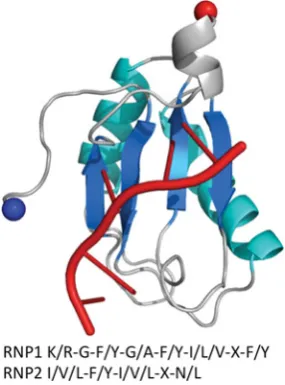 Figure S2The structure of U1A spliceosomal protein, a typical RRMprotein, in complex with RNA (red) (PDB code 1URN)