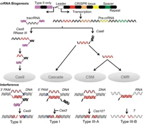 Figure 1Schematic representation of crRNA biogenesis and CRISPR interference