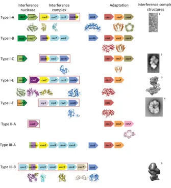 Figure 2The CRISPR/Cas systems and their respective proteins