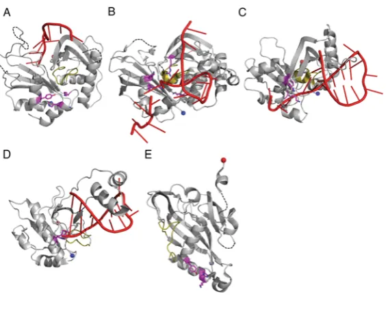Figure 4RNA binding and catalysis by Cas6 and Cas5c