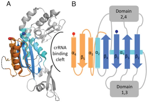 Figure 5The structure of Cas7, the core subunit of Cascade