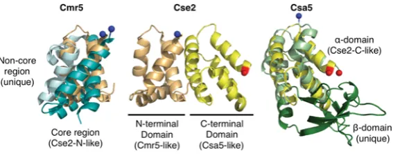 Figure 6The small subunits of interference complexes