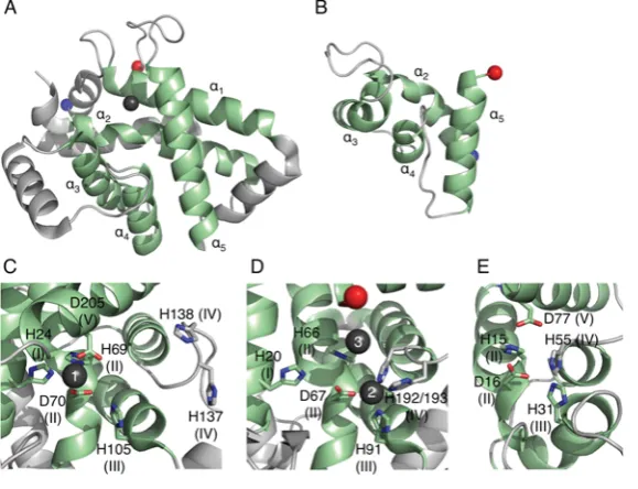 Figure 8The structure of Cmr3