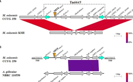FIG 5 MITE(GenBank accession numberTIR of ISarrows represent ISAlignment of nucleotide sequence from AXE82_04585 to AXE82_06445 inKSH (73) (GenBank accession numbersCCUG 350 annotation