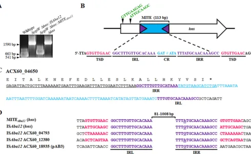 FIG 2 Insertions in theas the Δ(CR; blue) ﬂanked by 16-bp imperfect inverted repeat sequences (IRL and IRR; purple)