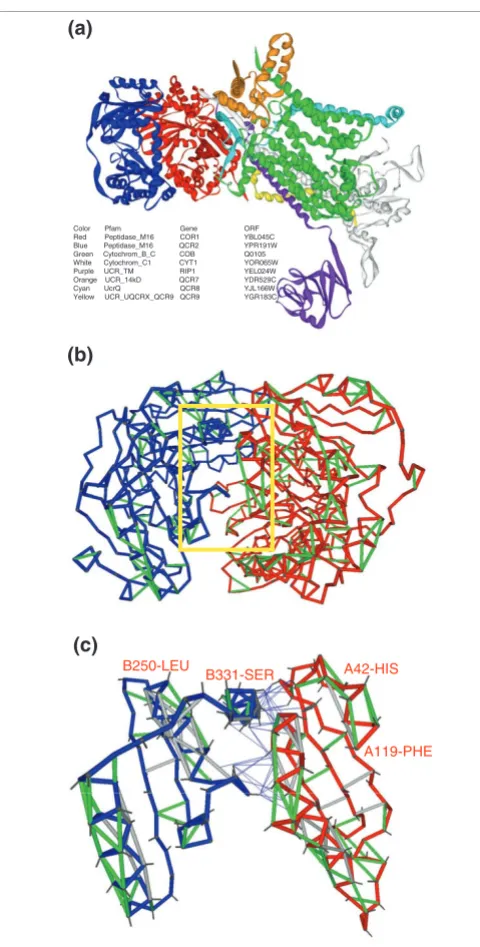 Figure 3respiratory chain complex IIIMutual protection of SEBHs in the two subunits of mitochondrial 