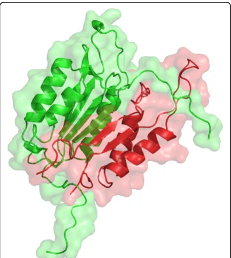 Figure 3 Predicted complex structure of caspase-3 andcaspase-7. The red colored chain is caspase-3 protein (p17 subunit,PDB ID: 2QL9, chain B) and the green colored chain is caspase-7(p10 subunit, PDB ID: 2DKO, chain A)