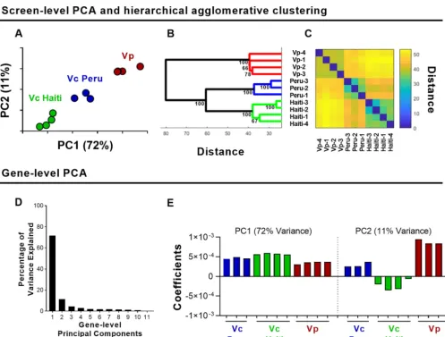 FIG 3 PCA-based analyses of in vivo TIS data from 3 pathogenic vibrio strains. (A) Screen-level PCA of V