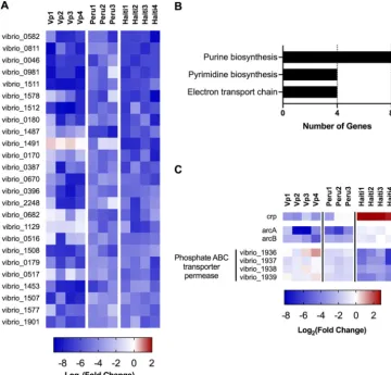 FIG 4Gene-level PC1 and PC2 identify genes required for colonization by all strains and by speciﬁc strains,respectively