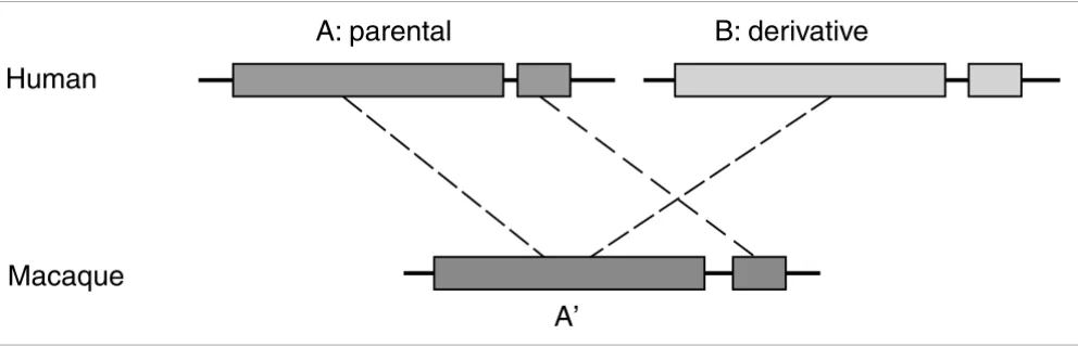 Figure 2A cartoon illustrating the method used here for identifying post-macaque SDs based on chromosomal syntenygenome browser group, a pair of human SDs (A and B) is mapped to the same location (A') in the macaque genome