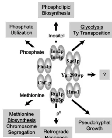 FIG. 1. Biological processes regulated by yeast bHLH proteins.Refer to the text for descriptions.