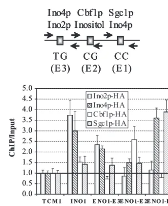 FIG. 4. Epistatic analysis of E box mutations in the ENO1and IIndividualdenoting the level of expression in the wild-type strain were drawn to facilitate comparisons between strains