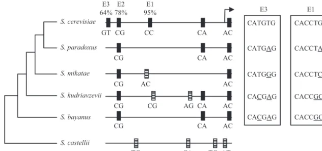 FIG. 7. Evolution of the E1, E2, and E3 E boxes in the ENO1relative position of the transcription start site is depicted as an arrow.as ﬁlled boxes, while putative E boxes not found inSaccharomycesin each E box element are noted below each E box