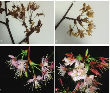 Figure 1. Variations of flora characters of Prunus rufoides. A (Zhou et Song 1405020, CSFI026575) B (Zhou et Zhou 1403107, CSFI026572) specimens collected from Hunan, Suining County, Huangsang Reserve C, D photos taken by Dr