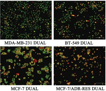 FIGURE 2. Laser confocal imaging of four breast cancer cell lines treated with WD-3. Breast cancer cell lines MDA-MB-231, BT‑549, MCF‑7, and MCF‑7/ADR‑RES were divided into WD‑3 (80 mg/mL), paclitaxel (TAX, 3 μg/mL), and blank control (phos-phate-buffered 