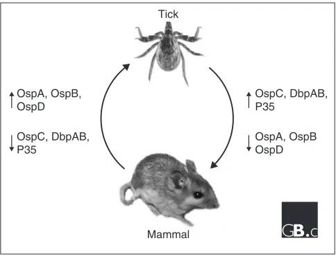 Figure 1A simplified view of the life cycle of 