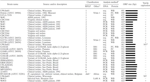 TABLE 1. Analysis of the YPS3 gene in 32 isolates