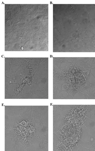 FIG. 3. Results of mating compatibility test between UH1 and VA1. Organisms were plated on A-YEM and grown for 3 weeks