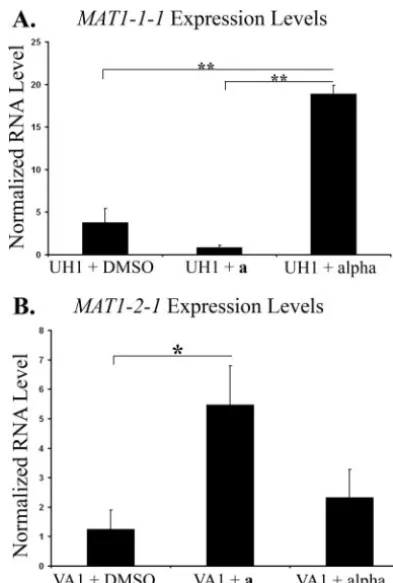 FIG. 4. Expression levels of MAT1MAT1-1-1normalized to RNA levels ofpheromone extract, orlatum transcription factors