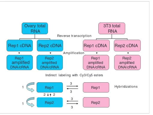 Figure 1Experimental design for testing RNA amplification techniques
