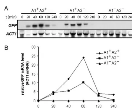 FIG. 4. Effect of in situ promoter mutations upon ALS3-GFP(Table 1) after 90 min of growth in YPD containing serum at 37°C